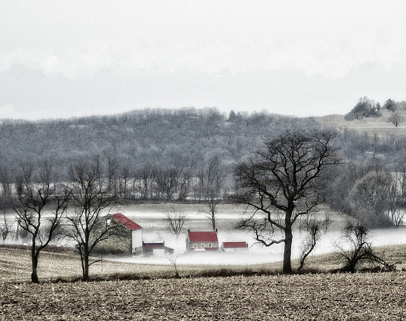 Winter Fog