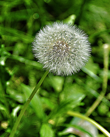Make A Wish