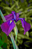 A Japanese Iris