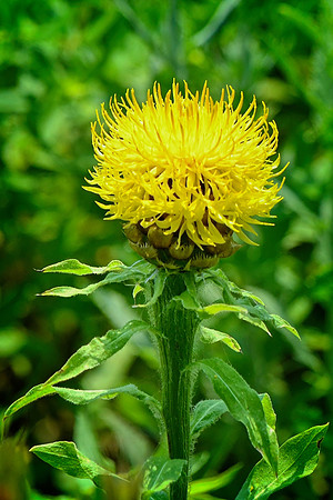 Bighead Knapweed