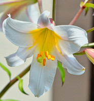 A Regal Lily