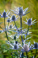 Alpine Sea Holly