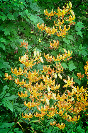 Yellow Martagon LIly