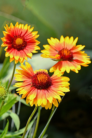 Blanket Flower
