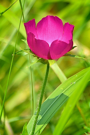 Bush's Poppy Mallow