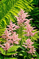 Astilbe