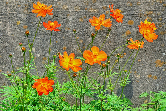 Bright Lights Cosmos