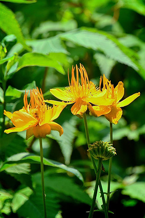 Chinese Globeflower