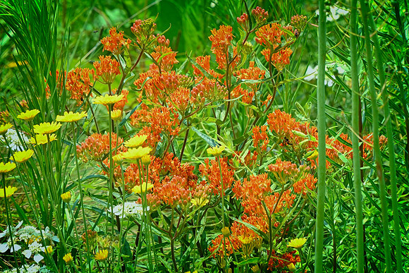 Butterfly MIlkweed
