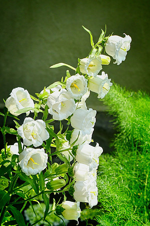 Canterbury Bell