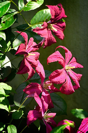 Clematis Vine