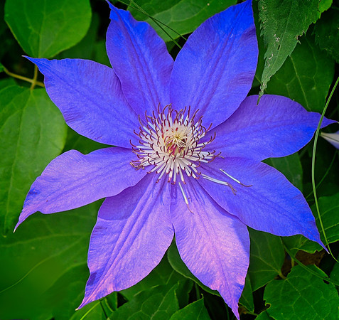 Clematis