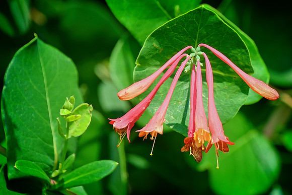 Coral Honeysuckle