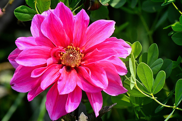 Dahlia