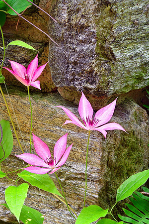 Clematis Lanuginosa