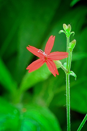 Fire Pink