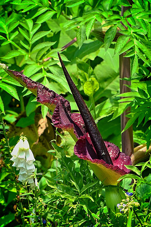 Dragon Lily