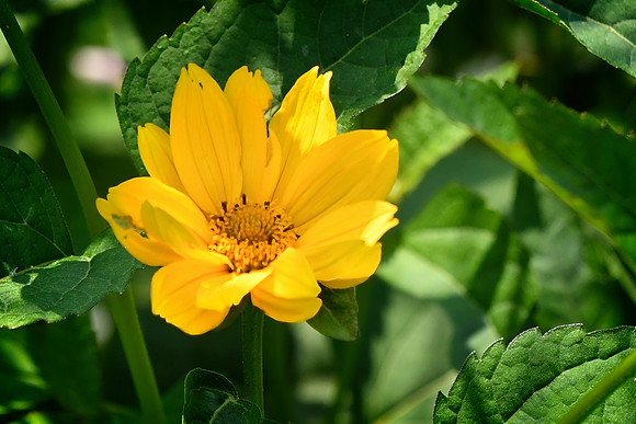 False Sunflower