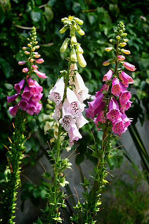 Digitalis Purpurea