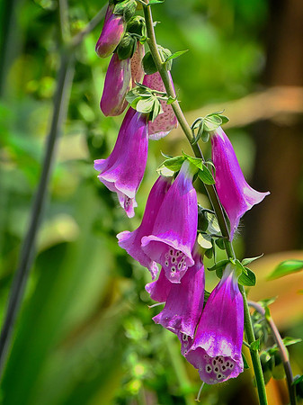 Foxglove