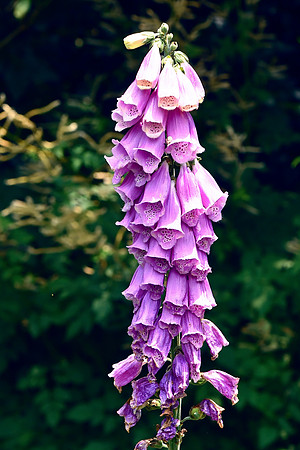 Fox Glove