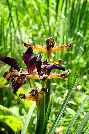 Gold-Marked Iris