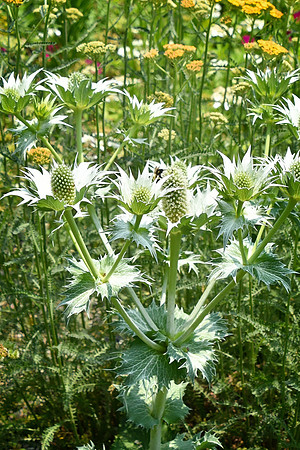 Giant Sea Holly