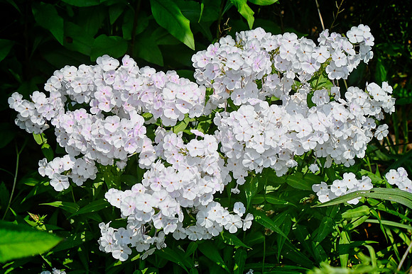 Garden Phlox
