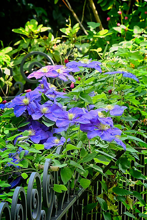 Jackmanii Clematis