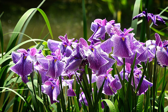 Japanese Iris