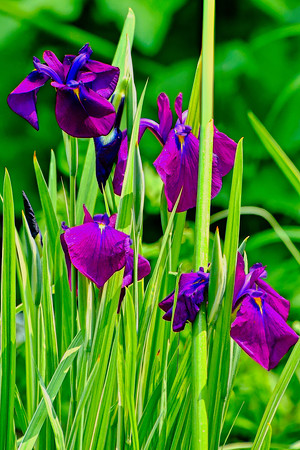 Japanese Water Iris
