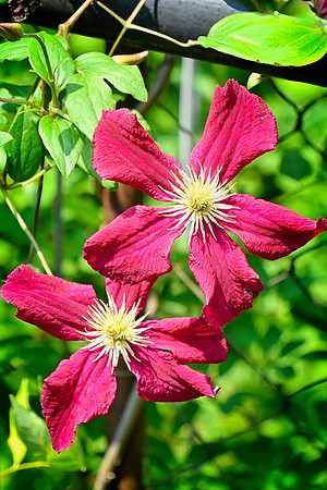 Madame Julia Correvon Clematis