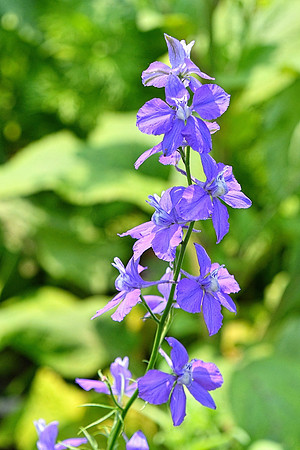 Larkspur