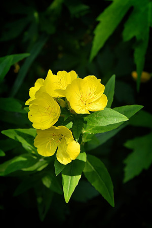 Meadow Evening Primrose
