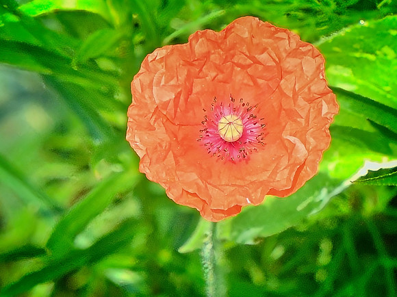Oriental Poppy