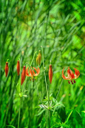 Michigan Lily