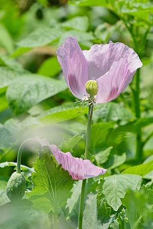Opium Poppy
