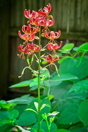 Msrtagon Lily