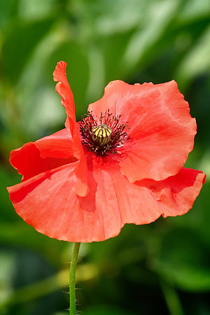 Poppy