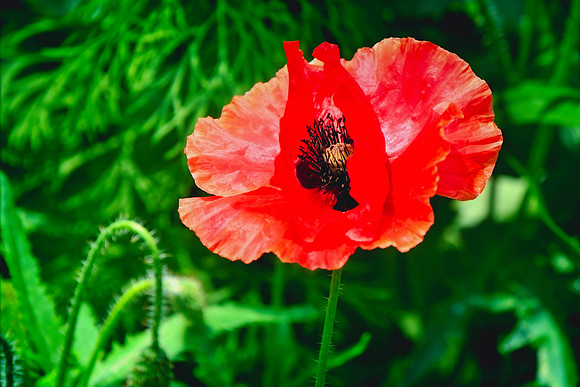 Poppy Red Poppy