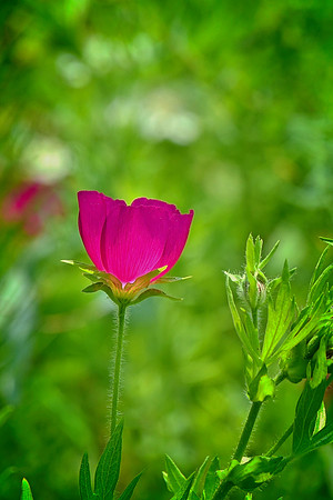 Purple Poppy Mallow
