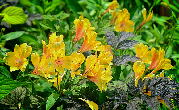 Peruvian Lily