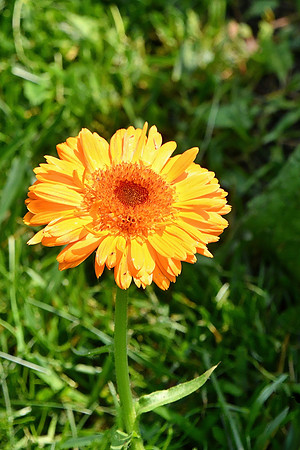 Pot Marigold