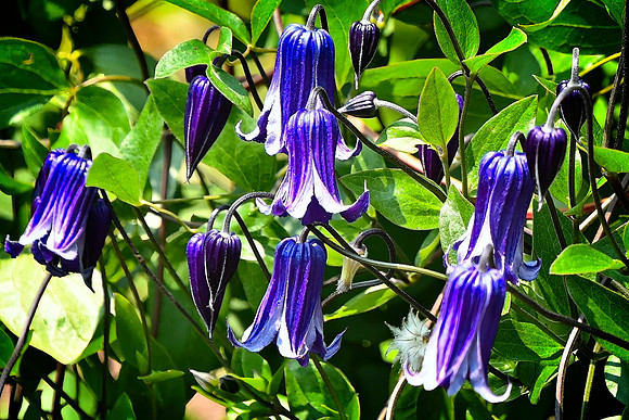 Roguchi Clematis