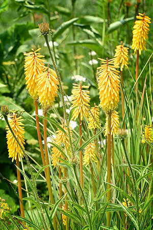 Red Hot Poker