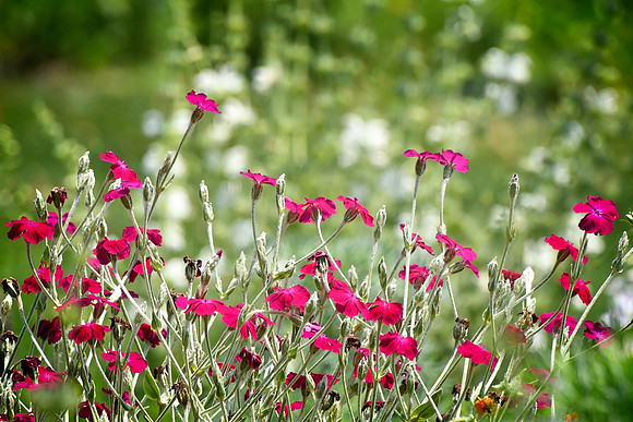 Rose Campion