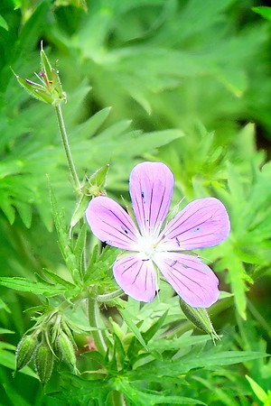 Wood Cranesbill