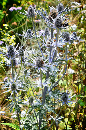 Sea Holly Flower