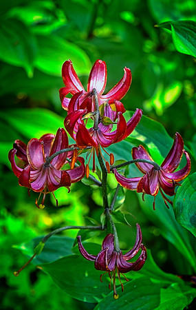 Turk's Cap Lily