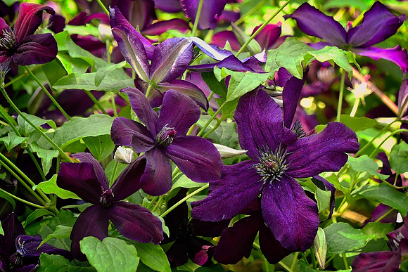 Warsaw Nike Clematis